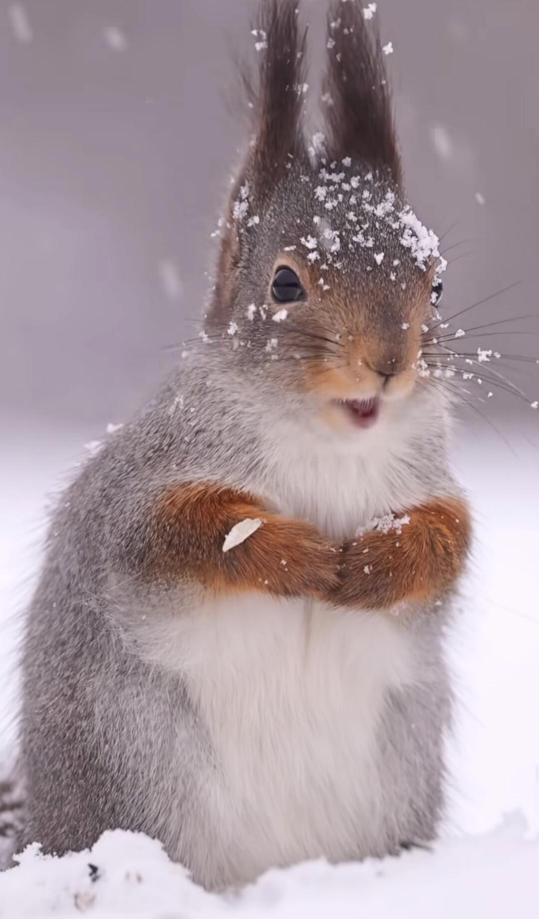 A cute squirrel standing in the snow with snow on its fur.