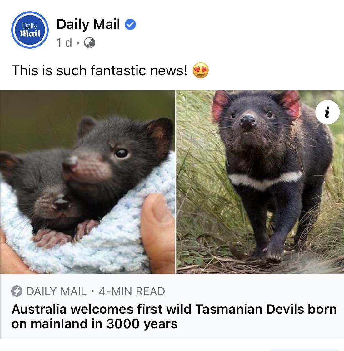 Daily Mail 1d Q This is such fantastic news DAILY MAIL 4 MIN READ Australia welcomes first wild Tasmanian Devils born on mainland in 3000 years