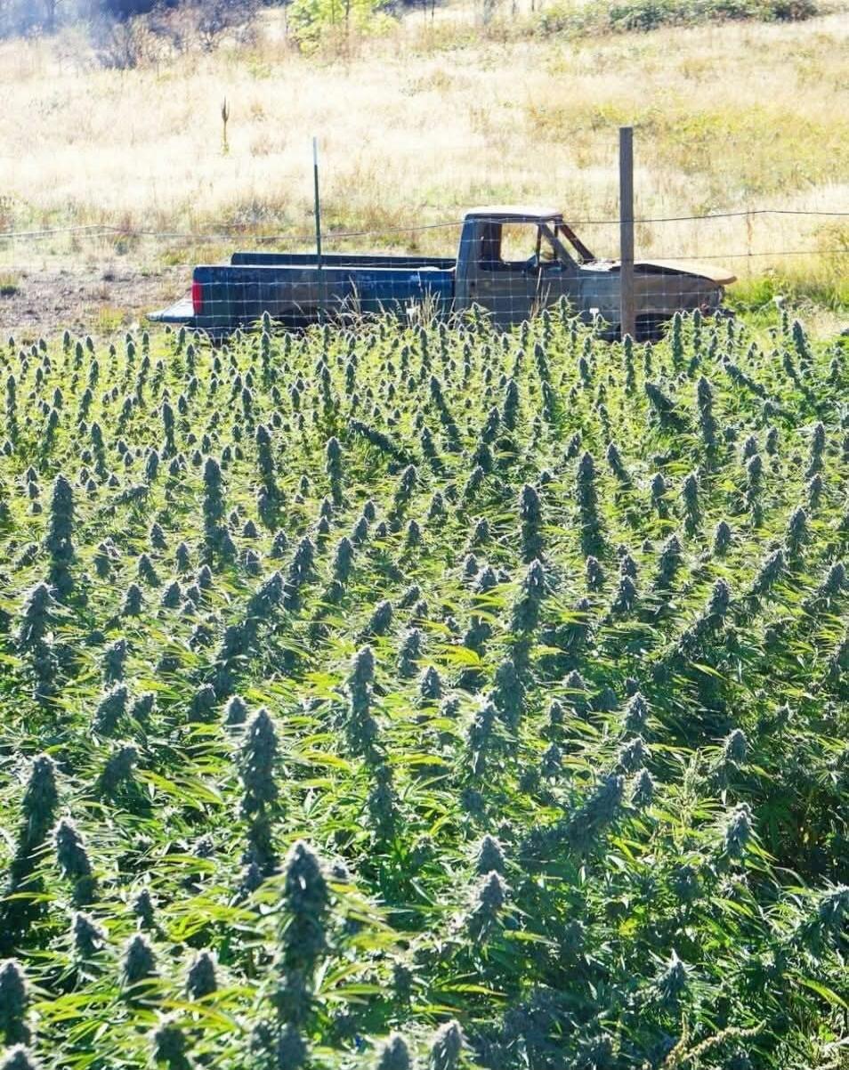 A field of cannabis plants with an old pickup truck in the background.