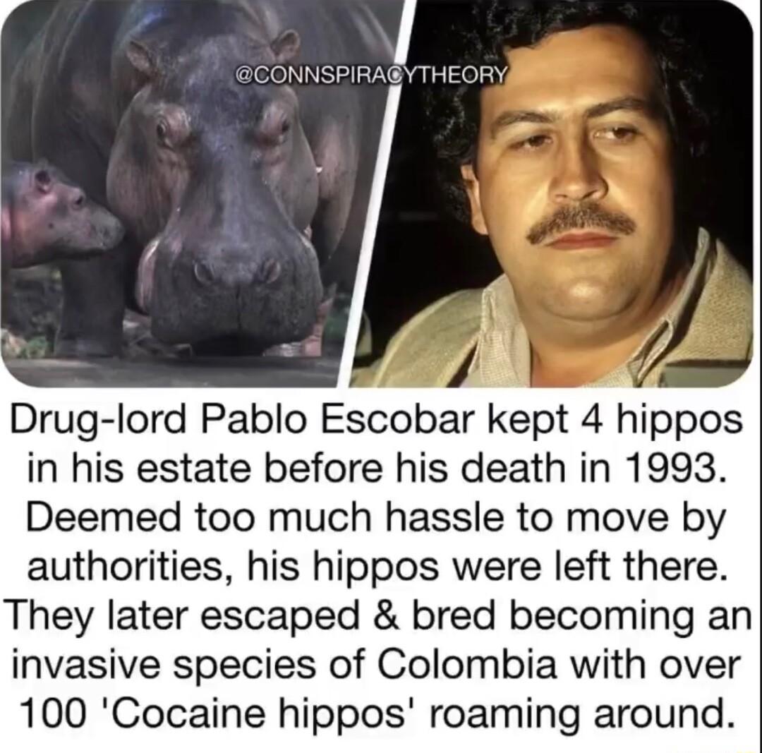 CONNSPIRAGY THEORY 1 L Drug lord Pablo Escobar kept 4 hippos in his estate before his death in 1993 Deemed too much hassle to move by authorities his hippos were left there They later escaped bred becoming an invasive species of Colombia with over 100 Cocaine hippos roaming around