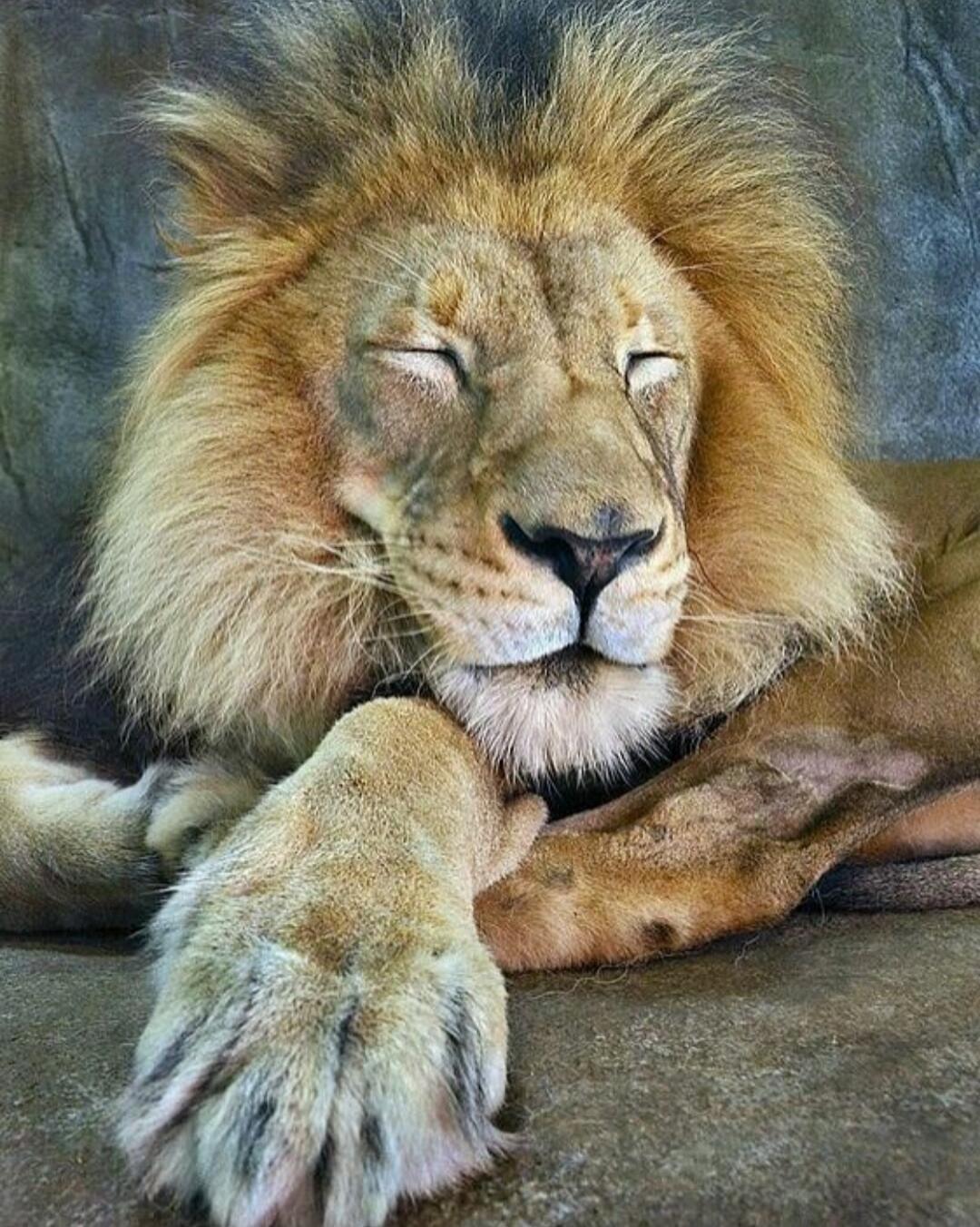 A sleeping lion.