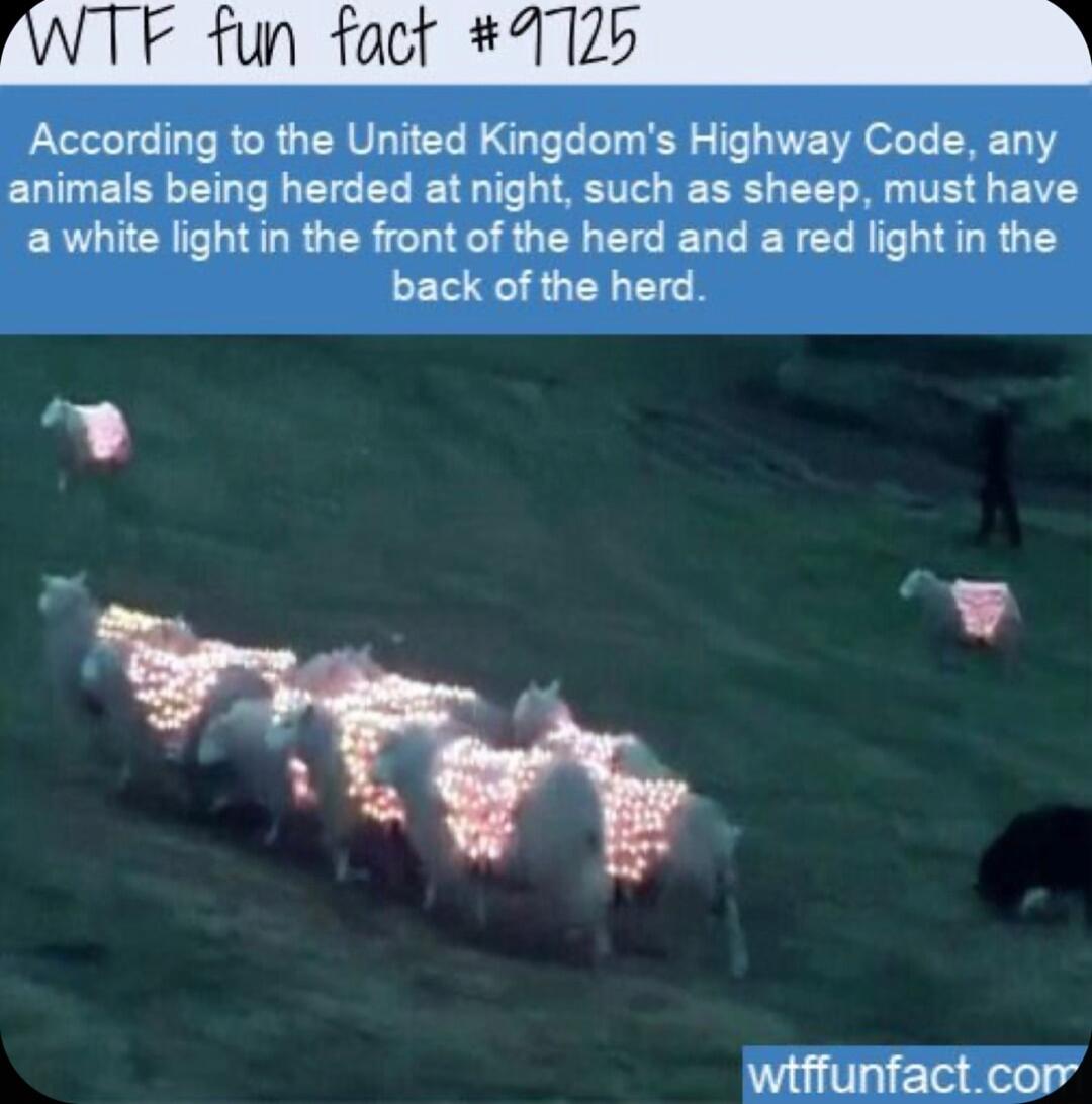 fun fact 4125 According to the United Kingdoms Highway Code any animals being herded at night such as sheep must have a white light in the front of the herd and a red light in the back of the herd wiffunfactcor