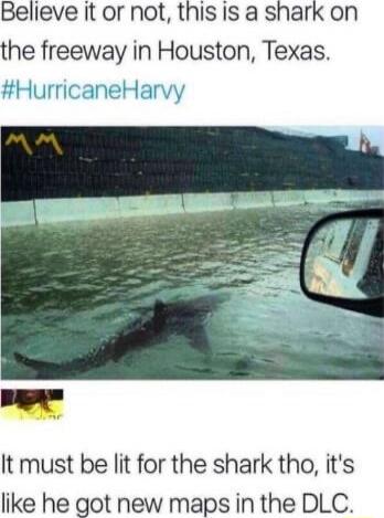 Believe it or not, this is a shark on the freeway in Houston, Texas. #HurricaneHarvy It must be lit for the shark tho, it's like he got new maps in the DLC.