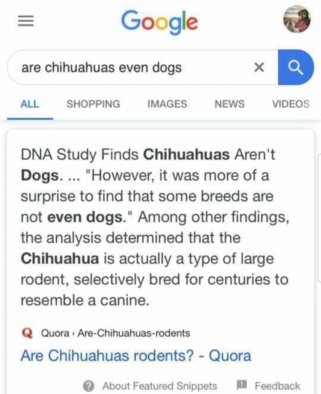 are chihuahuas even dogs
DNA Study Finds Chihuahuas Aren't Dogs. ... 
