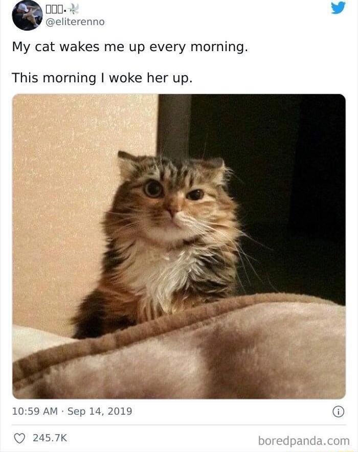 en L 4 iteren My cat wakes me up every morning This morning woke her up