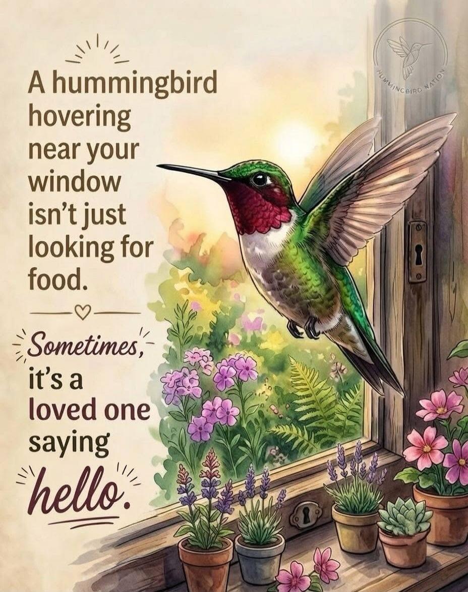 A hummingbird hovering near your window isn't just looking for food. Sometimes, it's a loved one saying hello. HUMMINGBIRD NATION