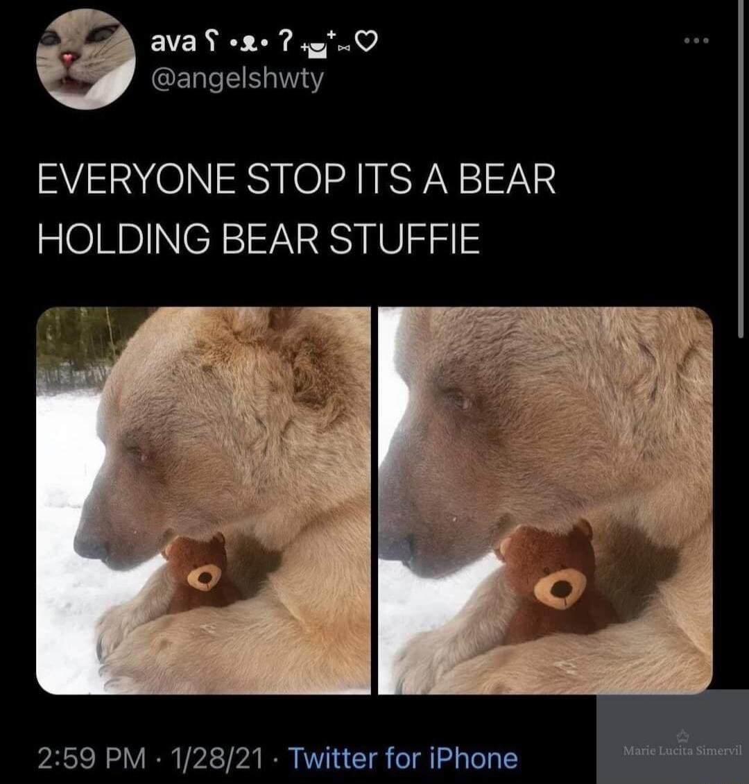 EICRRE Ty i angelshwty EVERYONE STOP ITS A BEAR HOLDING BEAR STUFFIE 259 PM 12821 Twitter for iPhone