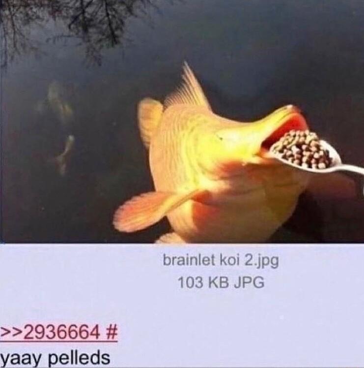brainlet koi 103 KB JPC 2936664