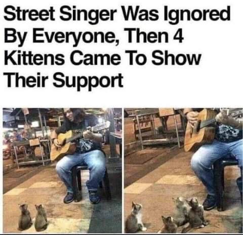Street Singer Was Ignored By Everyone Then 4 Kittens Came To Show Their Support