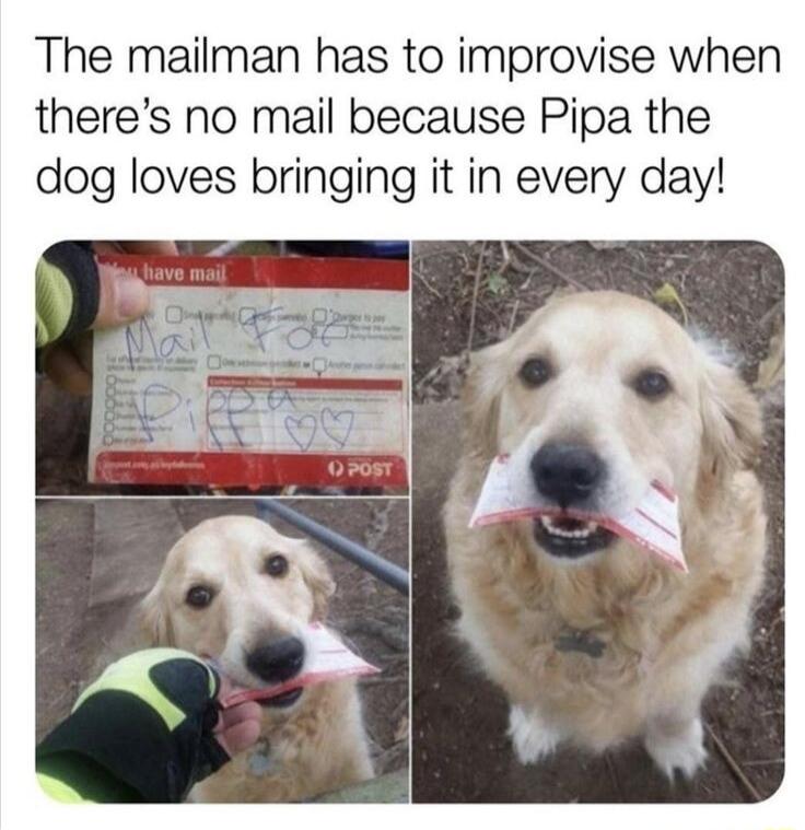 The mailman has to improvise when theres no mail because Pipa the dog loves bringing it in every day