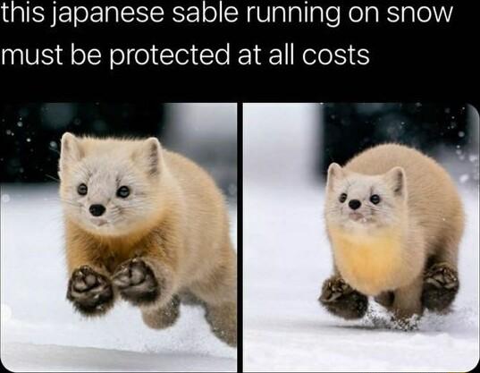this japanese sable running on snow must be protected at all costs