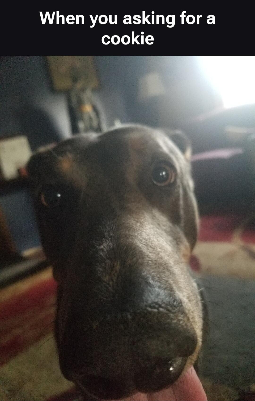 When you asking for a cookie