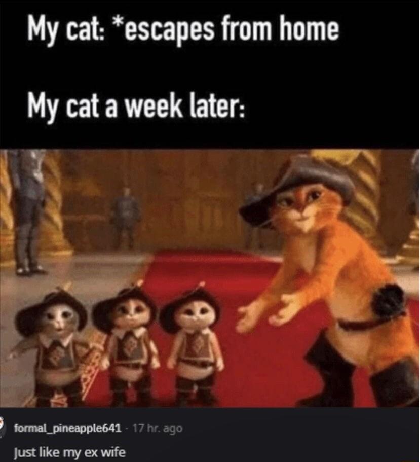 My cat escapes from home