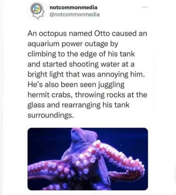 notcommonmedia notcommonmedia An octopus named Otto caused an aquarium power outage by climbing to the edge of his tank and started shooting water at a bright light that was annoying him Hes also been seen juggling hermit crabs throwing rocks at the glass and rearranging his tank surroundings