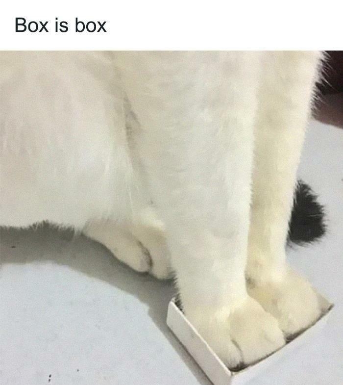 Box is box boredpandacom