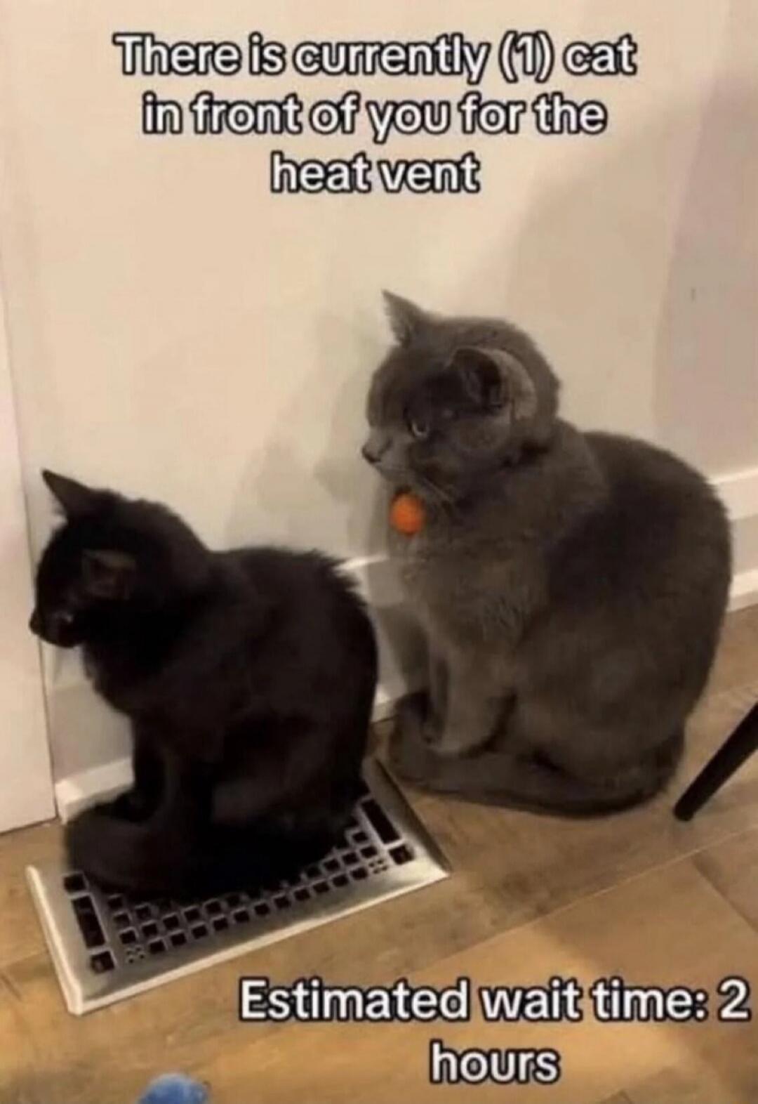 There is currently (1) cat in front of you for the heat vent
Estimated wait time: 2 hours