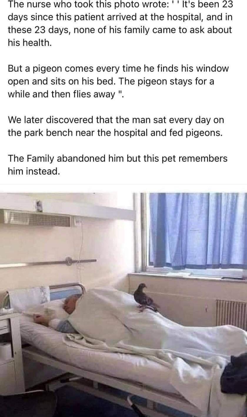 The nurse who took this photo wrote Its been 23 days since this patient arrived at the hospital and in these 23 days none of his family came to ask about his health But a pigeon comes every time he finds his window open and sits on his bed The pigeon stays for a while and then flies away We later discovered that the man sat every day on the park bench near the hospital and fed pigeons The Family a
