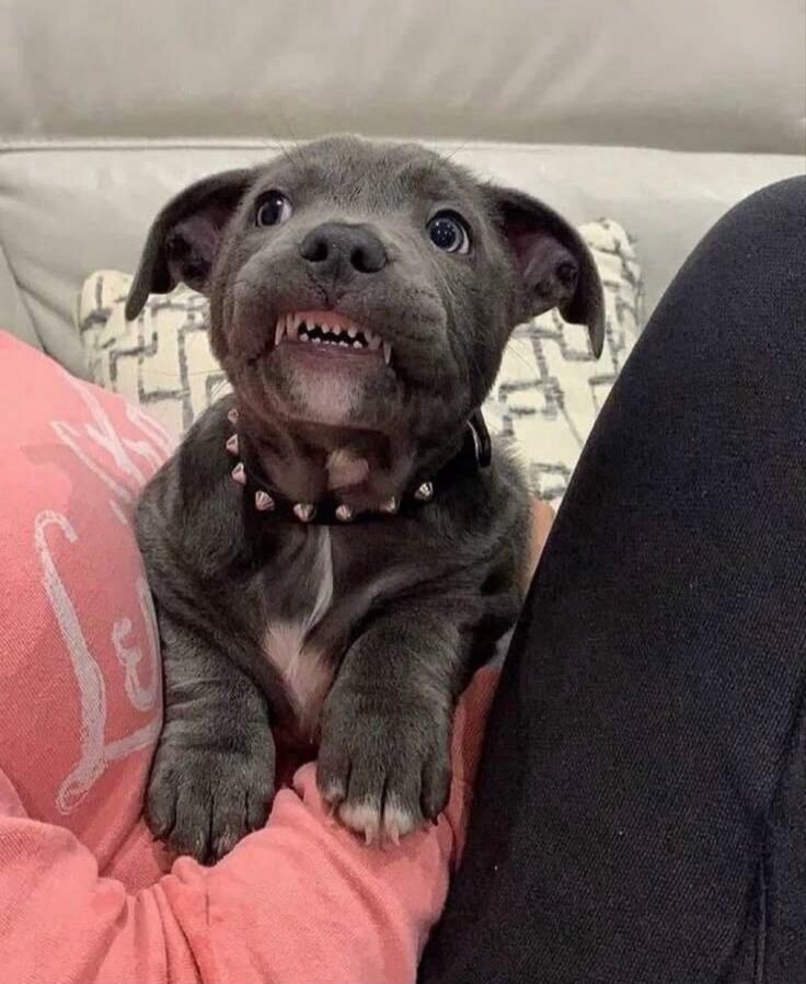 A cute grey puppy with a spiked collar is sitting on a person's lap, making a funny face and showing its teeth.