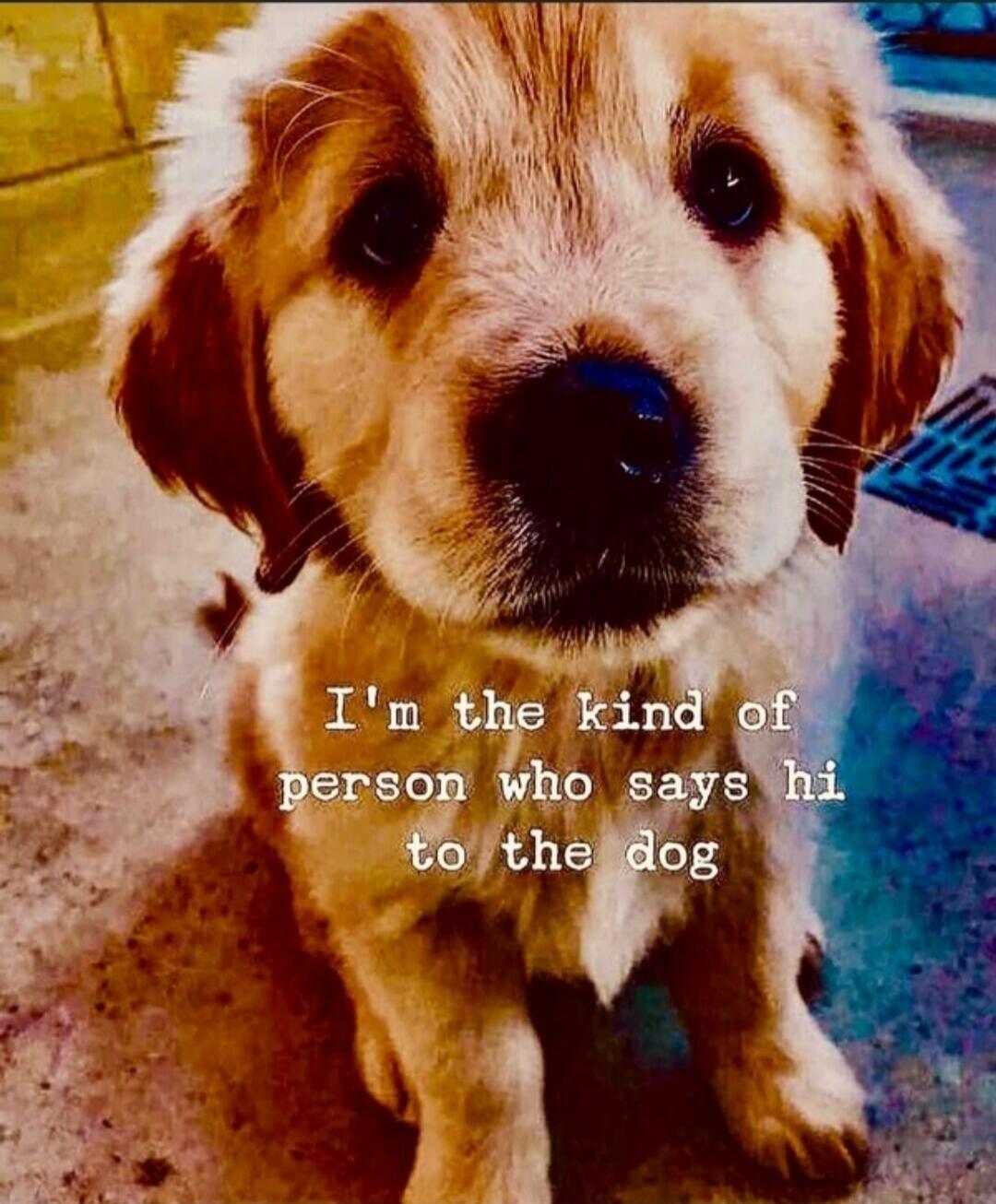 I'm the kind of person who says hi to the dog