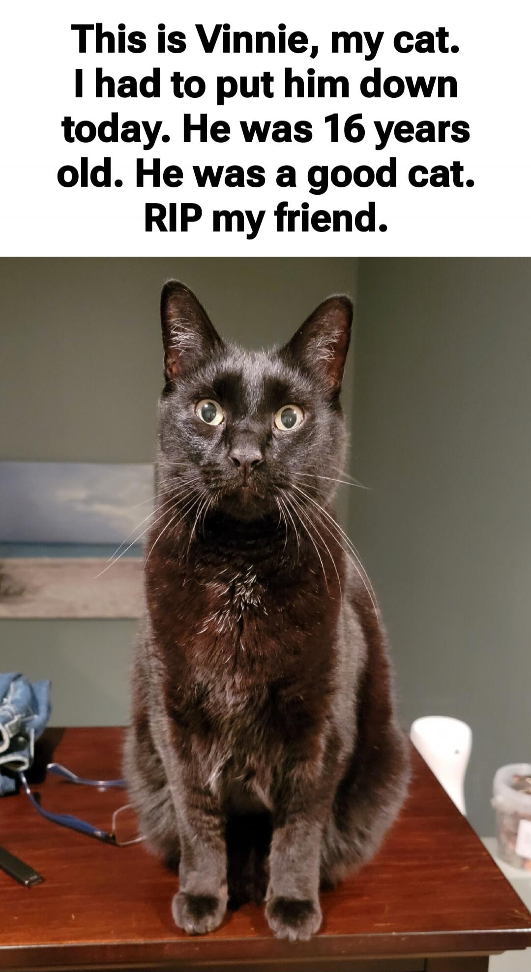 This is Vinnie, my cat. I had to put him down today. He was 16 years old. He was a good cat. RIP my friend.