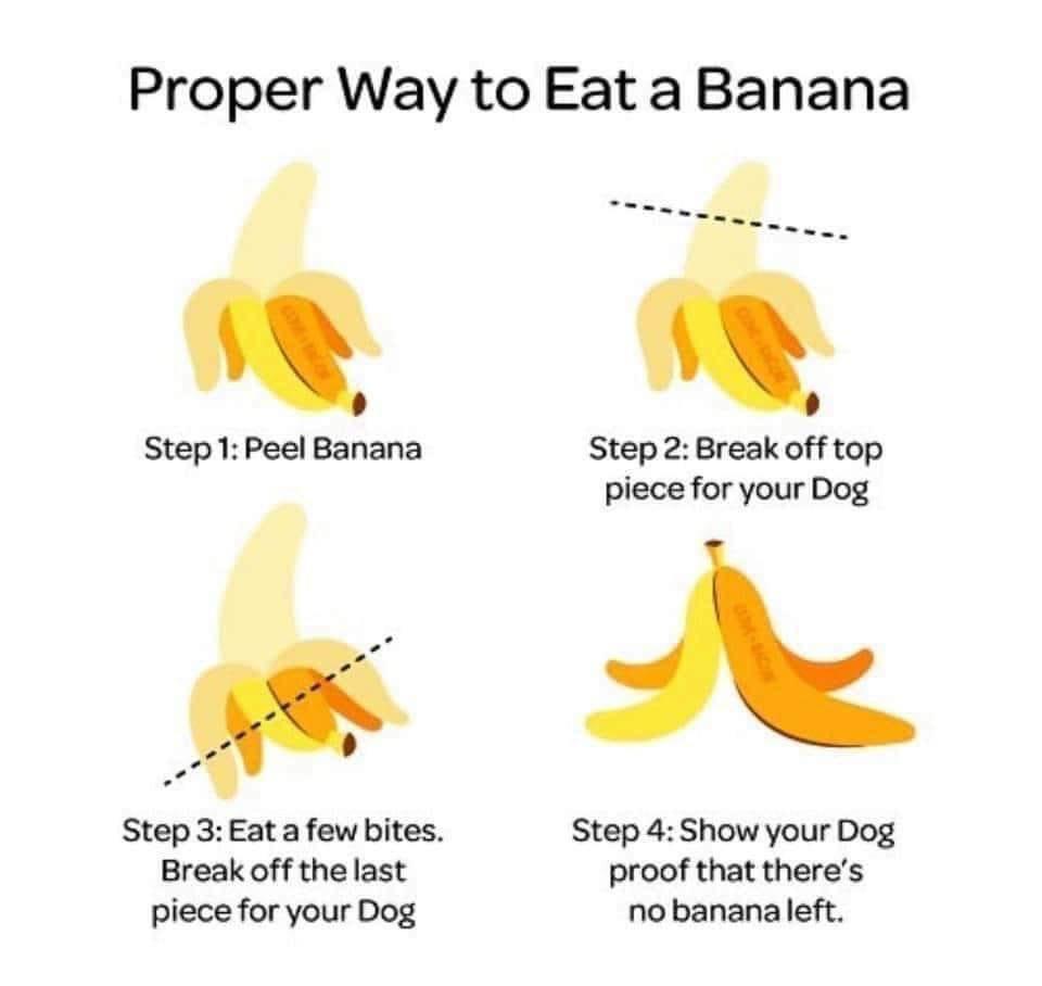 Proper Way to Eat aBanana LY Step1 Peel Banana Step2 Break off top piece for your Dog Step3 Eatafewbites Step 4 Show your Dog Break off the last proof that theres piece for your Dog nobananaleft
