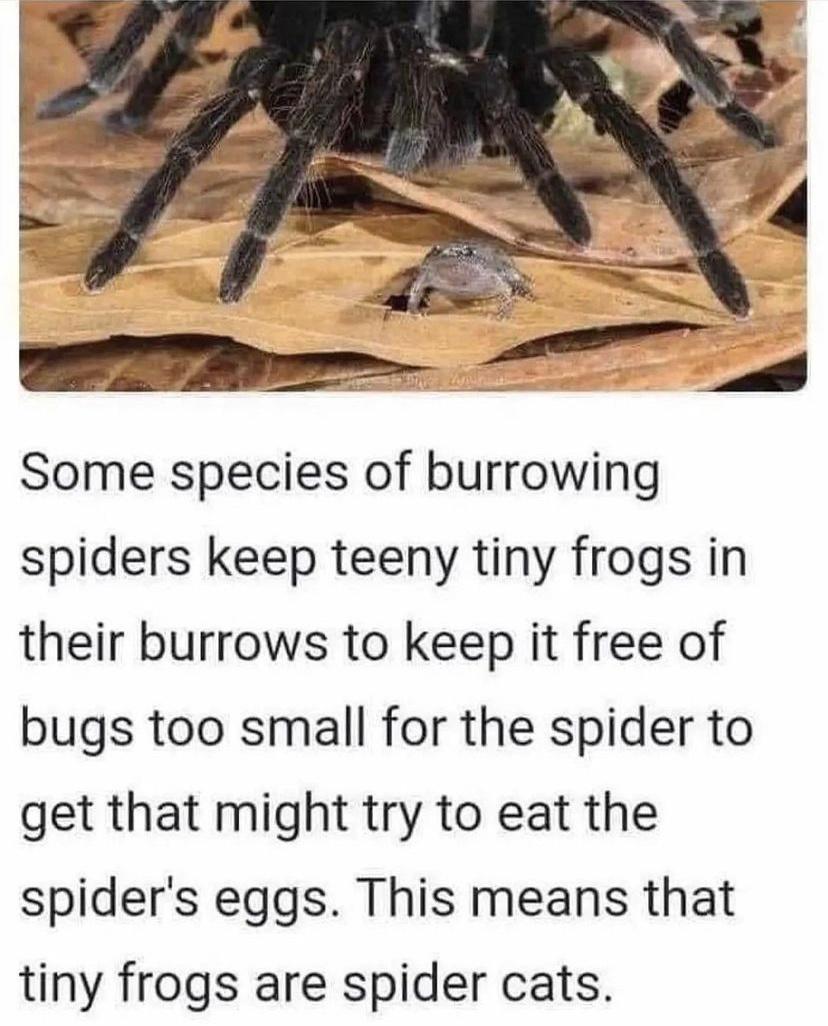Some species of burrowing spiders keep teeny tiny frogs in their burrows to keep it free of bugs too small for the spider to get that might try to eat the spiders eggs This means that tiny frogs are spider cats