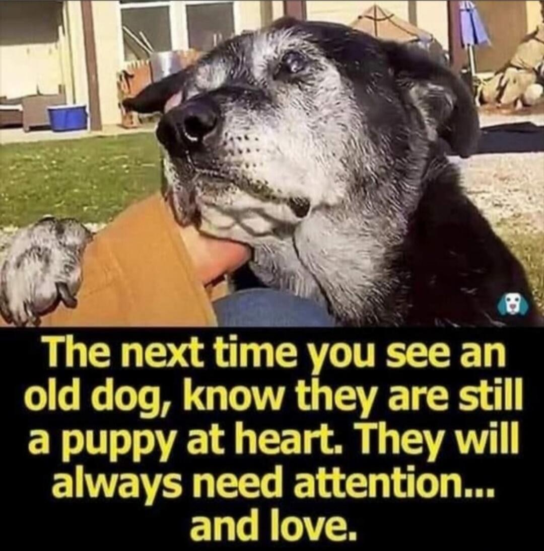 The next time you see an old dog, know they are still a puppy at heart. They will always need attention... and love.