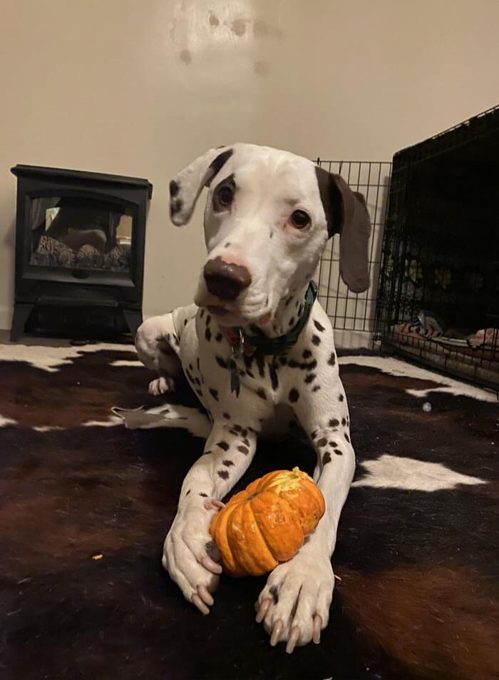 A Dalmatian puppy lying on a rug, holding a small orange pumpkin toy.