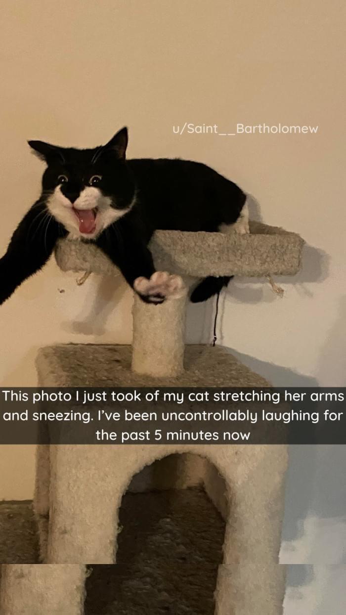 This photo just took of my cat stretching her arms and sneezing Ive been uncontrollably laughing for the past 5 minutes now