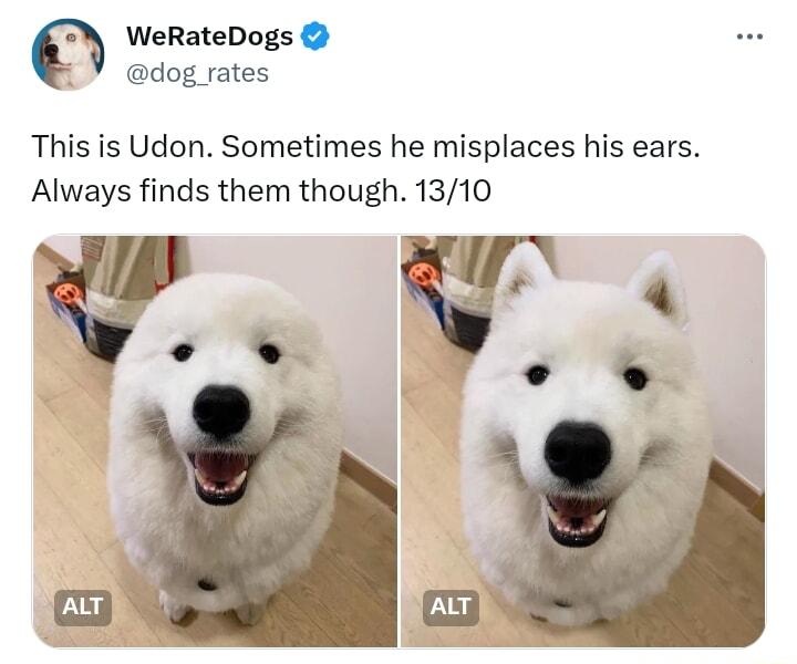 WeRateDogs dog rates This is Udon Sometimes he misplaces his ears Always finds them though 1310 VV