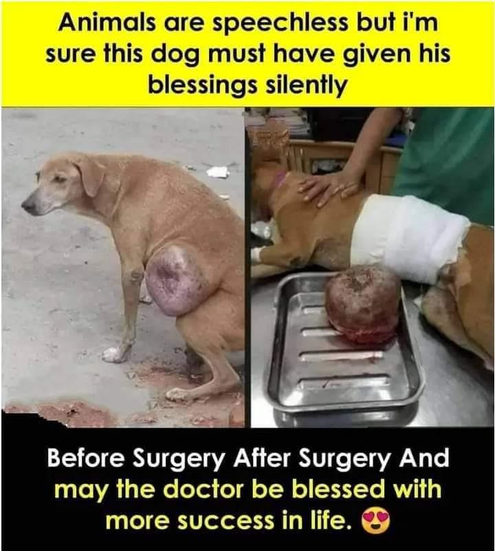 Animals are speechless but im sure this dog must have given his blessings silently 1T o SR V e T g VAN T V e T gVAF N4 o 1370 A 3 TWe oTod o fl oTN X3 Y To RV 3 more success in life