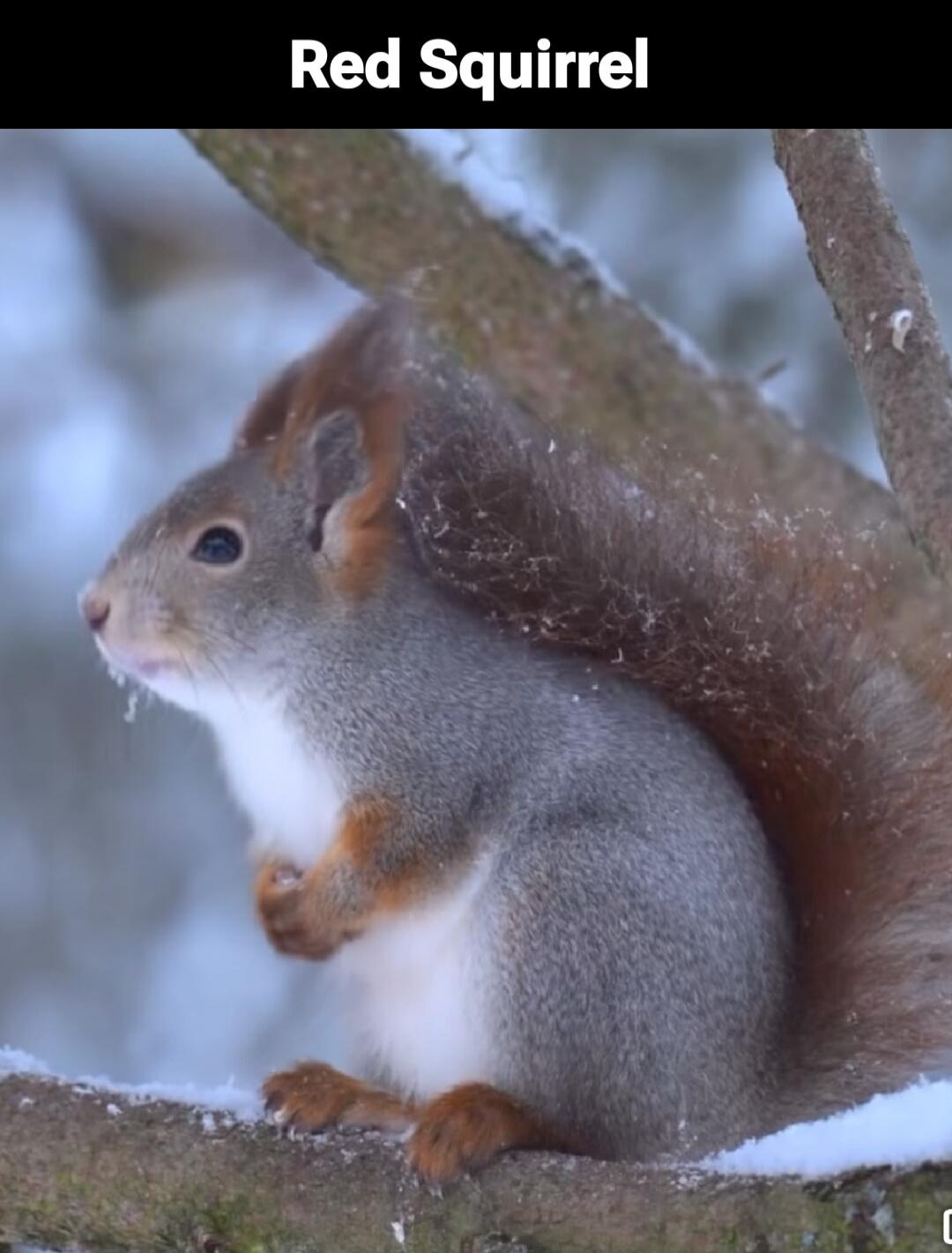 Red Squirrel