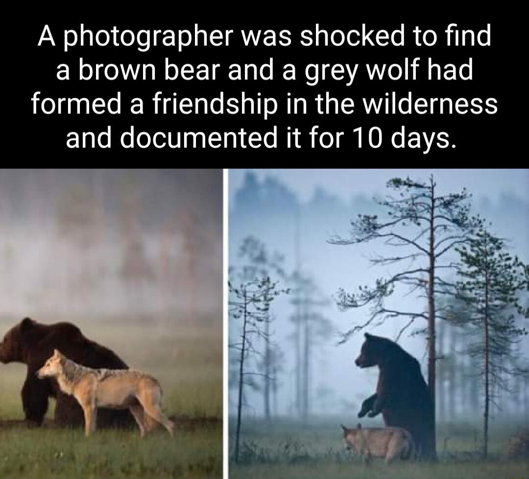 A photographer was shocked to find a brown bear and a grey wolf had formed a friendship in the wilderness and documented it for 10 days