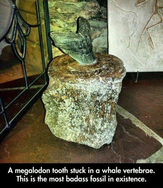 A megalodon tooth stuck in a whale vertebrae This is the most badass fossil in existence