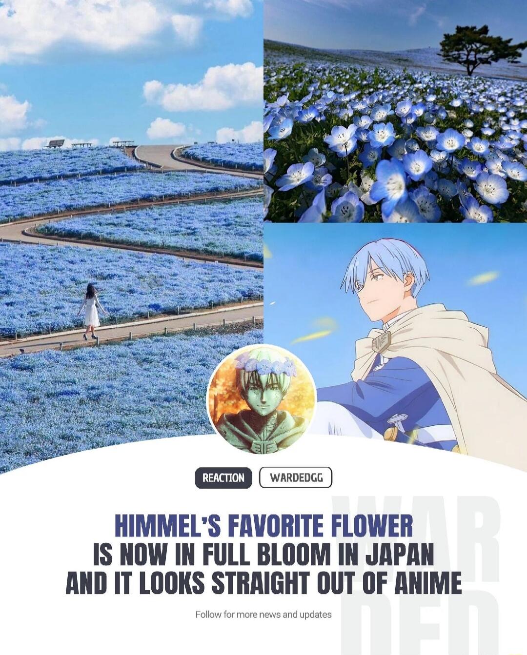 REACTION WARDEDGG. Himmel's favorite flower is now in full bloom in Japan and it looks straight out of anime. Follow for more news and updates. The image combines real-world photos of vast blue nemophila flower fields in Japan with illustrations of anime characters, including Himmel from Frieren: Beyond Journey's End, creating a visual comparison b