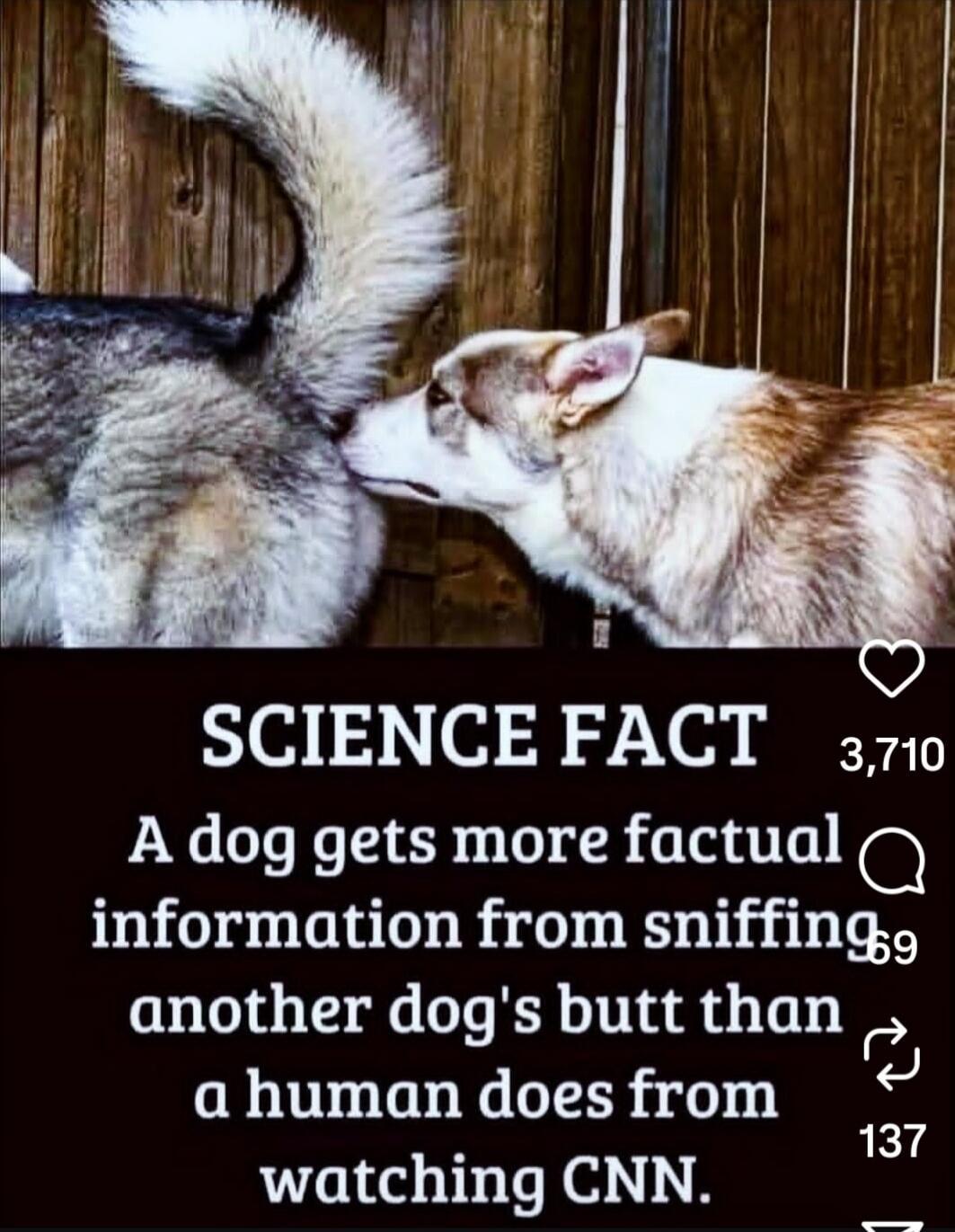 SCIENCE FACT A dog gets more factual information from sniffing another dog's butt than a human does from watching CNN.