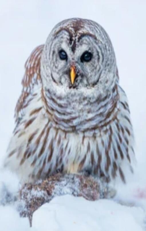 A round-faced owl with brown and white feathers standing in the snow, with an orange beak.