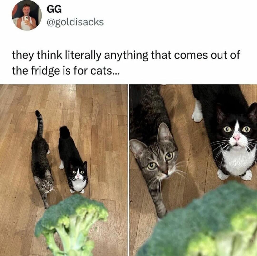 GG agoldisacks they think literally anything that comes out of the fridge is for cats