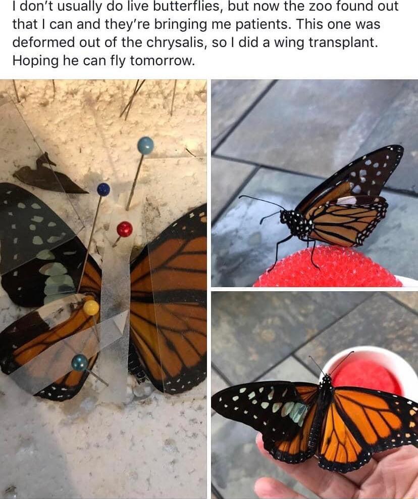 dont usually do live butterflies but now the zoo found out that can and theyre bringing me patients This one was deformed out of the chrysalis so did a wing transplant Hoping he can fly tomorrow