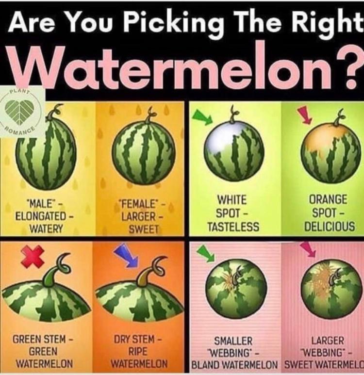 Are You Picking The Right Vatermelon WHITE ORANGE SPOT SPOT DELICIOUS MALE ELONGATED WATERY TASTELESS GREENSTEM SMALLER LARGER GREEN WEBBING WEBBING WATERMELON BLAND WATERMELON SWEET WATERMELC