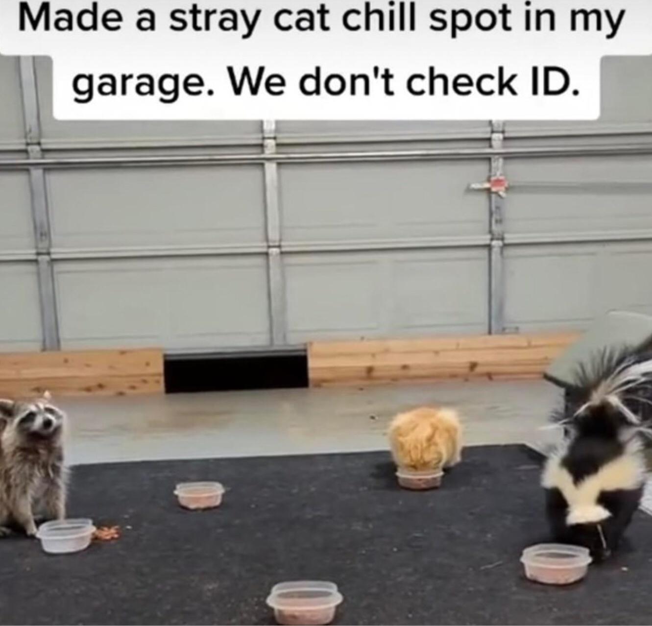 Made a stray cat chill spot in my II garage We dont check ID 1 I L
