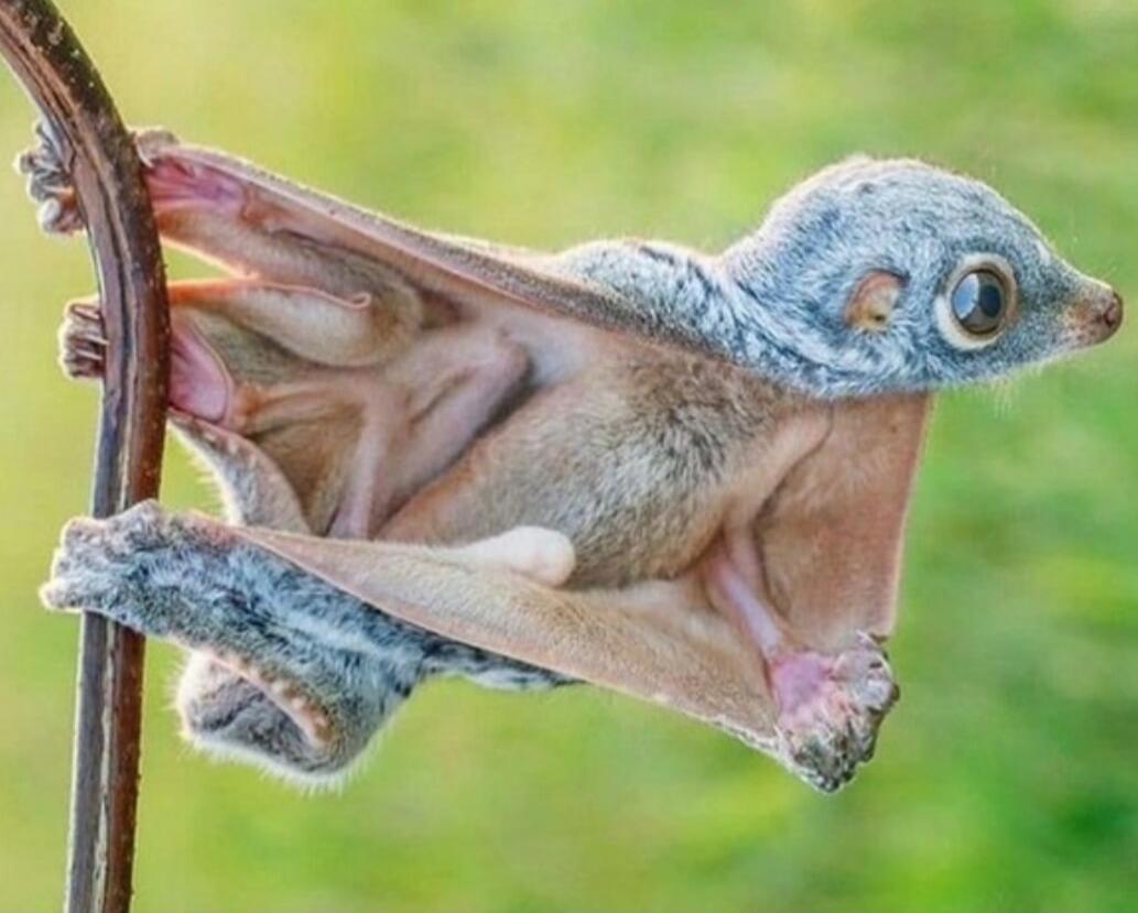 A tiny gray squirrel clings to a curved branch, hanging with its limbs splayed.