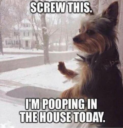 SCREW THIS. I'M POOPING IN THE HOUSE TODAY.