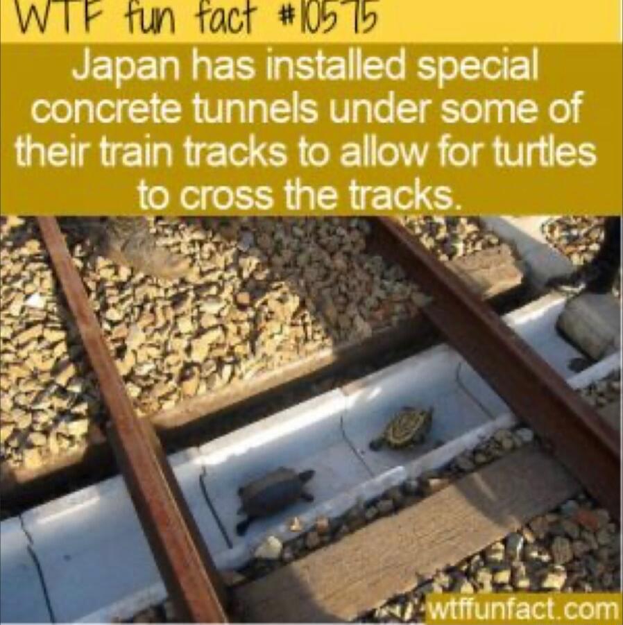 Wk 1un tact 15 Japan has installed special concrete tunnels under some of their train tracks to allow for turties