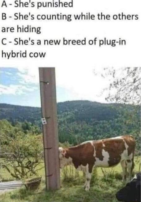 A Shes punished B Shes counting while the others are hiding C Shes a new breed of plug in hybrid cow