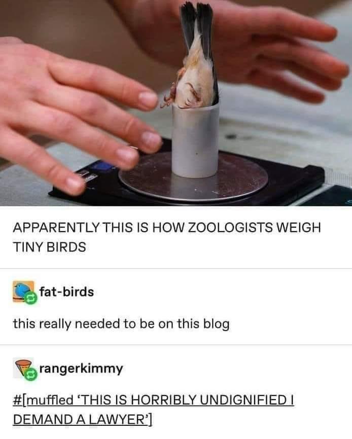 APPARENTLY THIS IS HOW ZOOLOGISTS WEIGH TINY BIRDS fat birds this really needed to be on this blog nngerkimmy muffled THIS IS HORRIBLY UNDIGNIFIED DEMAND A LAWYER