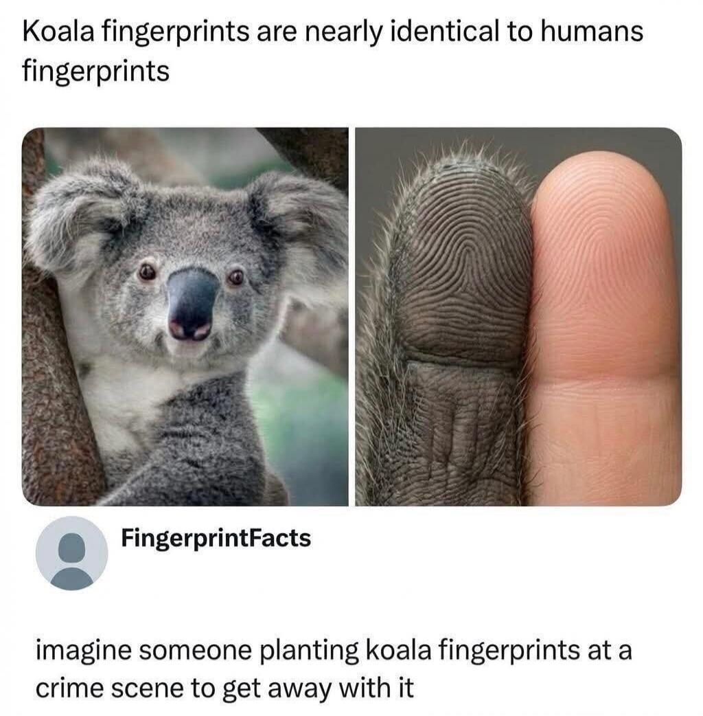 Koala fingerprints are nearly identical to humans fingerprints. FingerprintFacts. imagine someone planting koala fingerprints at a crime scene to get away with it