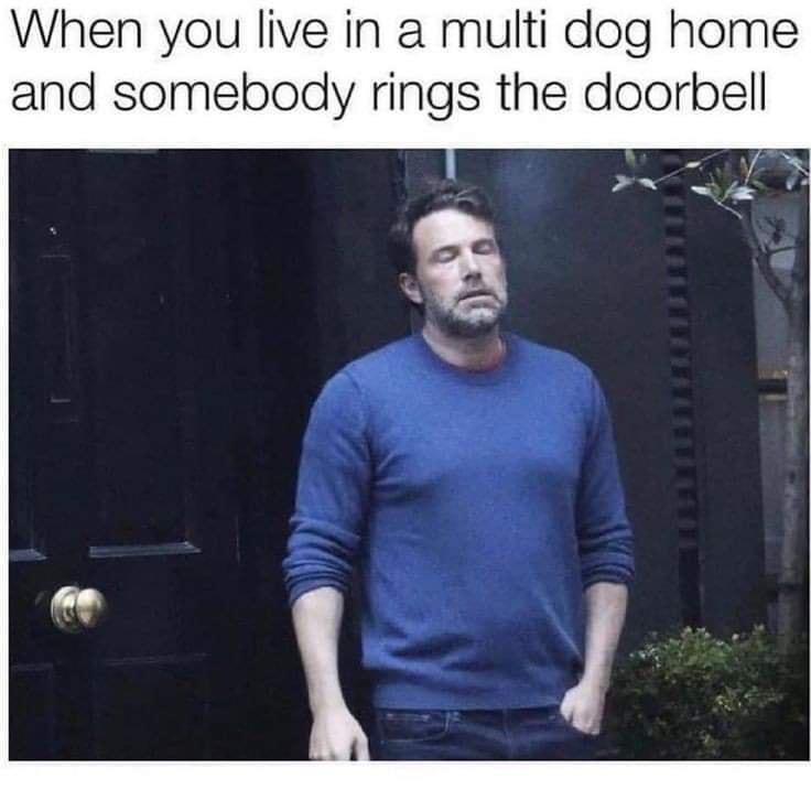 When you live in a multi dog home and somebody rings the doorbell