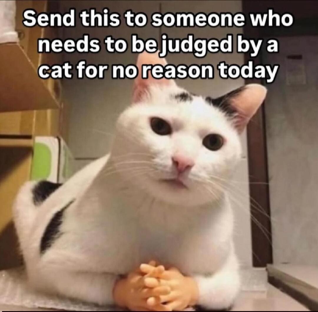Send this to someone who needs to be judged by a cat for no reason today