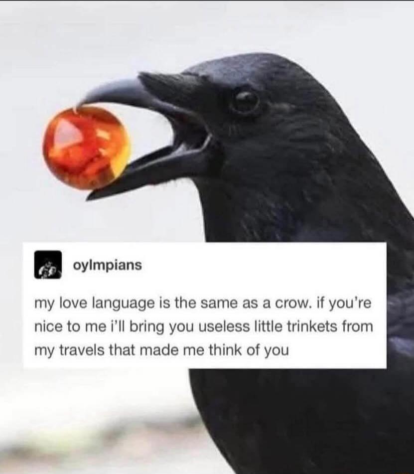 my love language is the same as a crow. if you're nice to me i'll bring you useless little trinkets from my travels that made me think of you